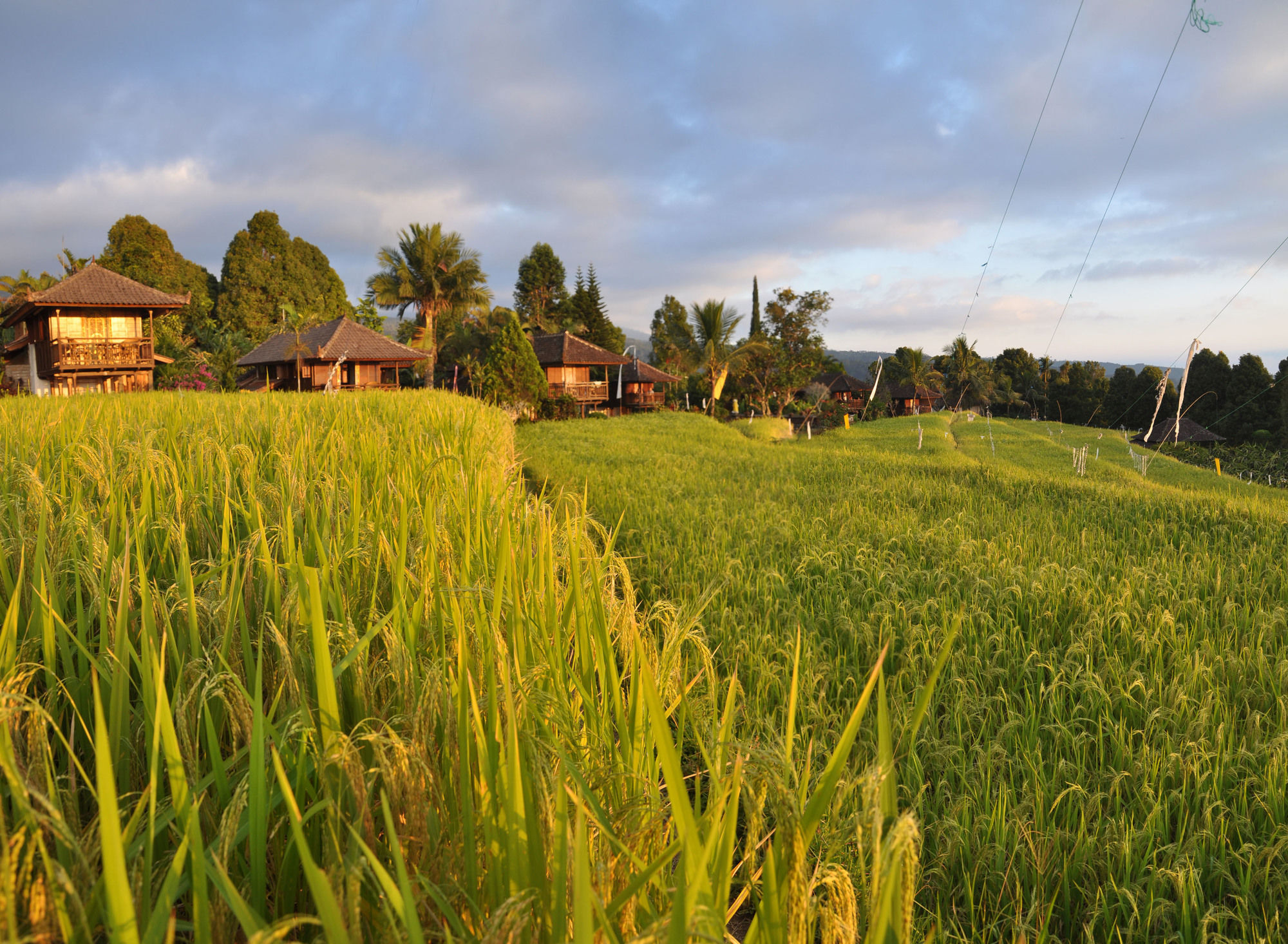 Puri Lumbung Cottages Gobleg  Extérieur photo