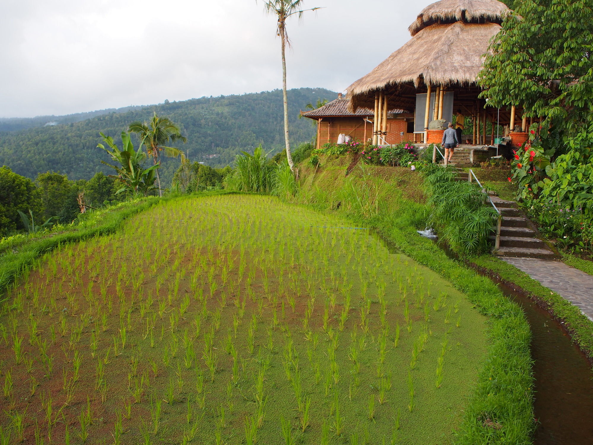 Puri Lumbung Cottages Gobleg  Extérieur photo